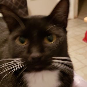 Meet your Posher, Mario